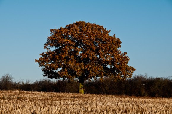 Rural Weston